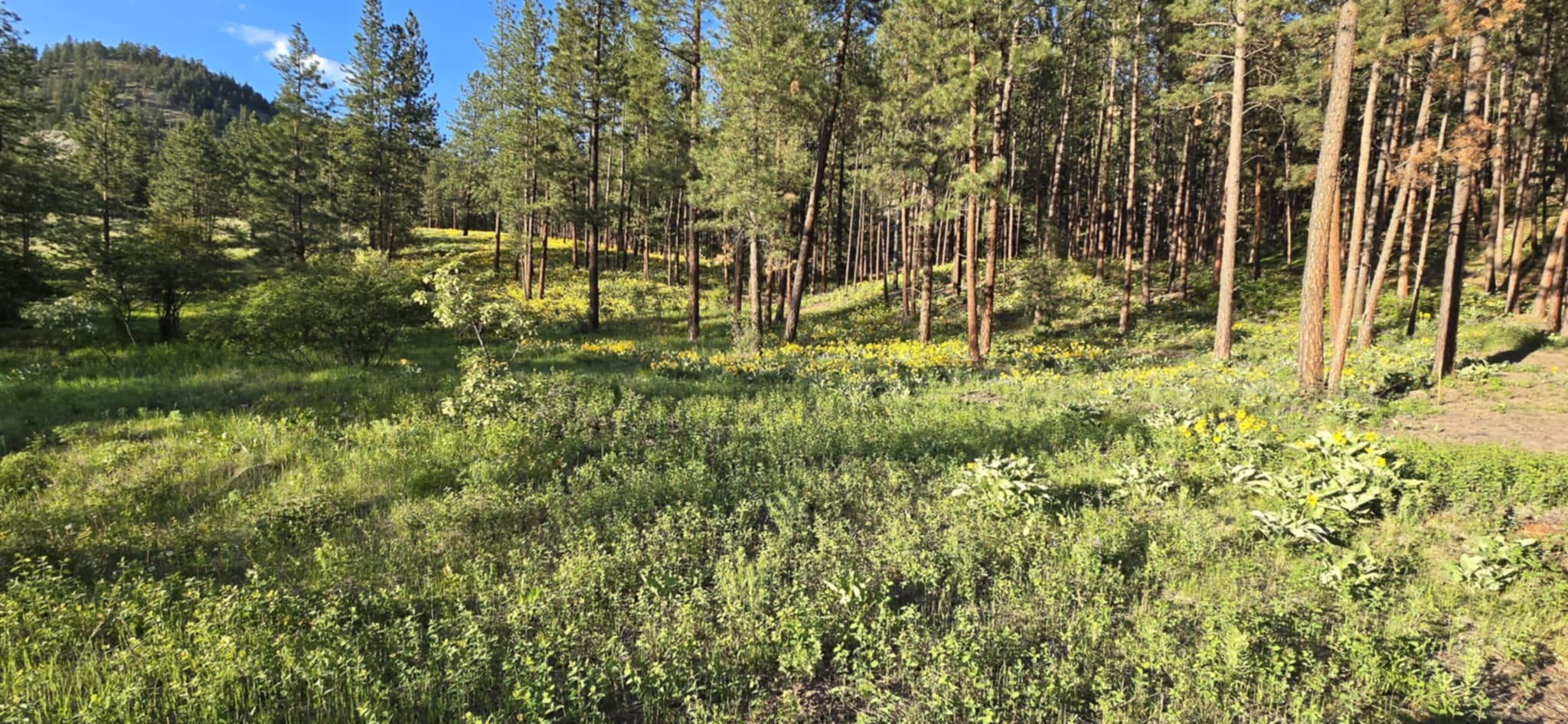 Property Photo:  Nhn Profile Rock  MT 59820 