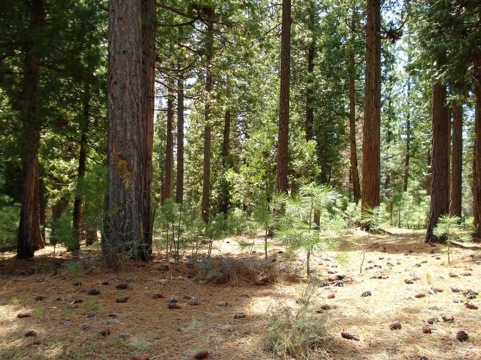 Property Photo: 745 Blacktail Ridge CA 96122