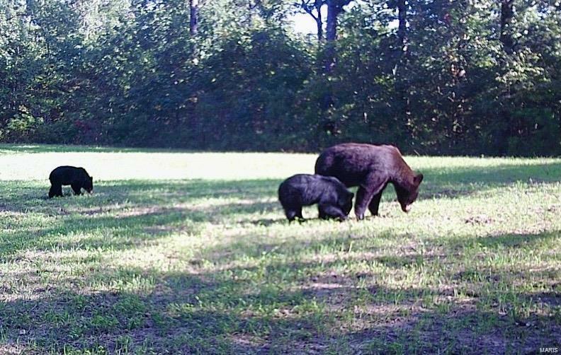 Property Photo: 0 Tract 2 (160+/- Acres) Lodge Road MO 65441