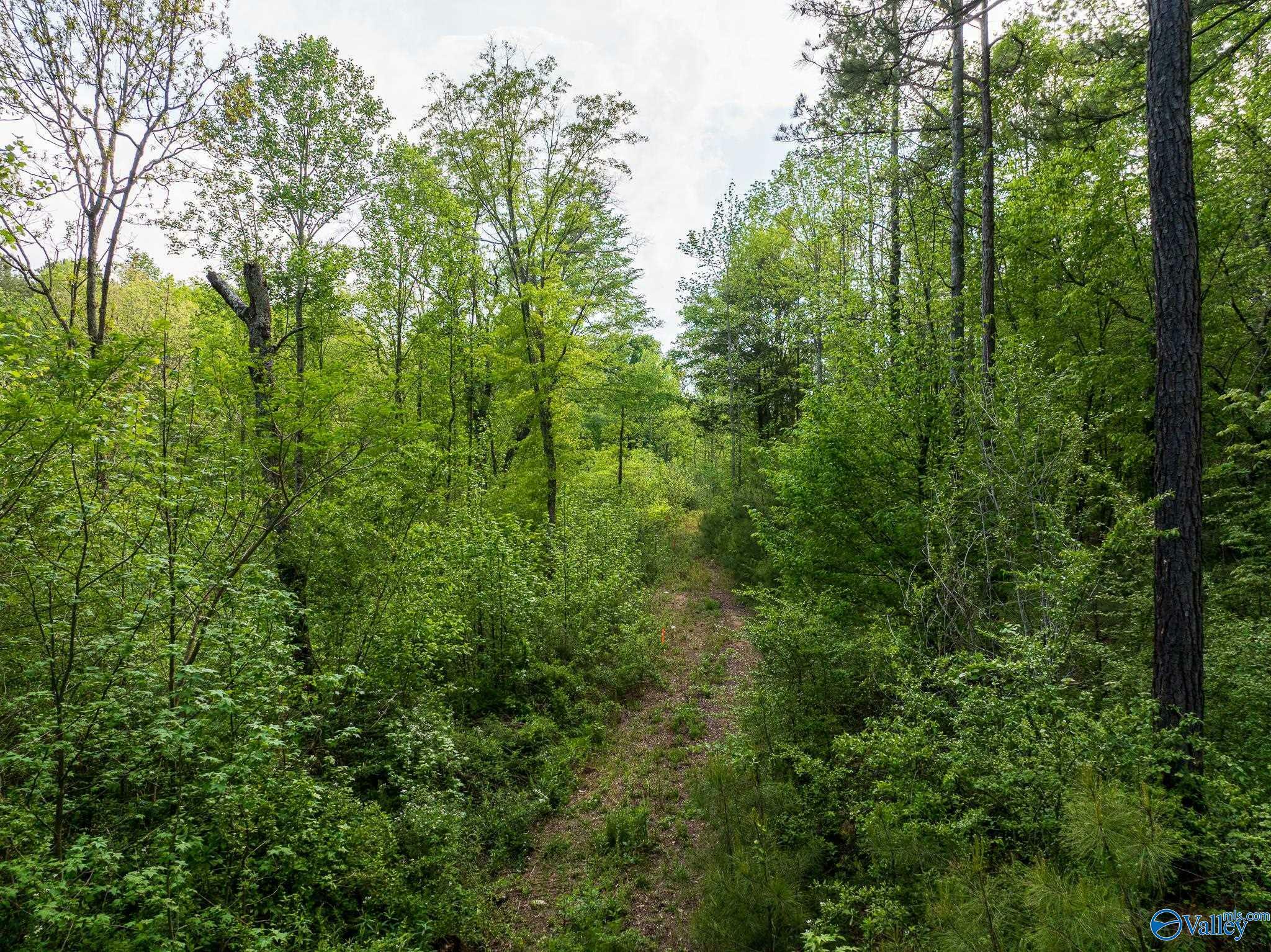 Property Photo: 9.10+ Acres Pleasant Grove Road AL 35980