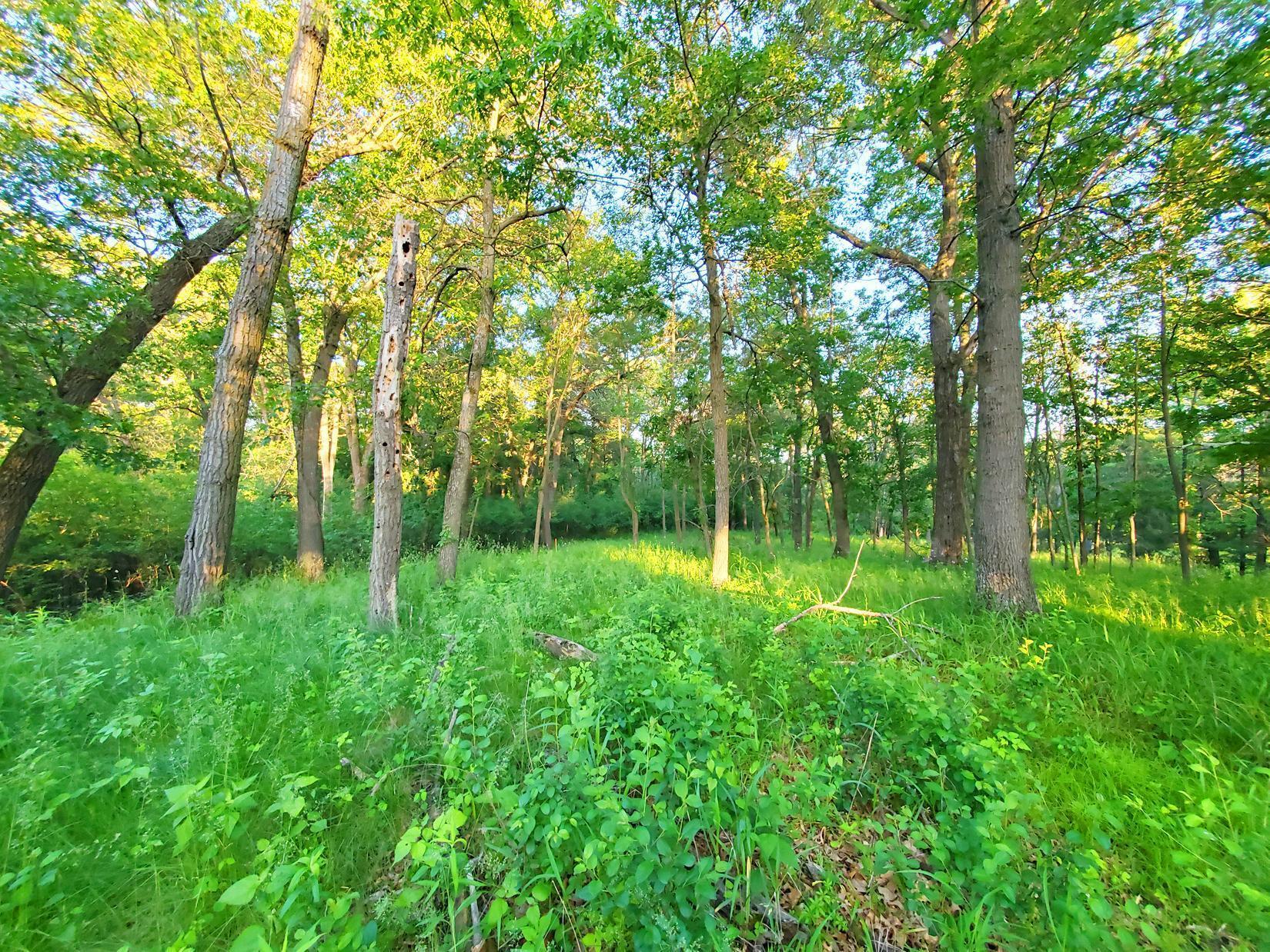 Property Photo: Xxx Lot 3 Chestnut Street MN 55047
