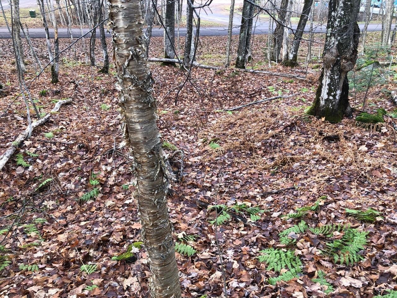 Property Photo: Outlot 3 Skye Dr WI 54565