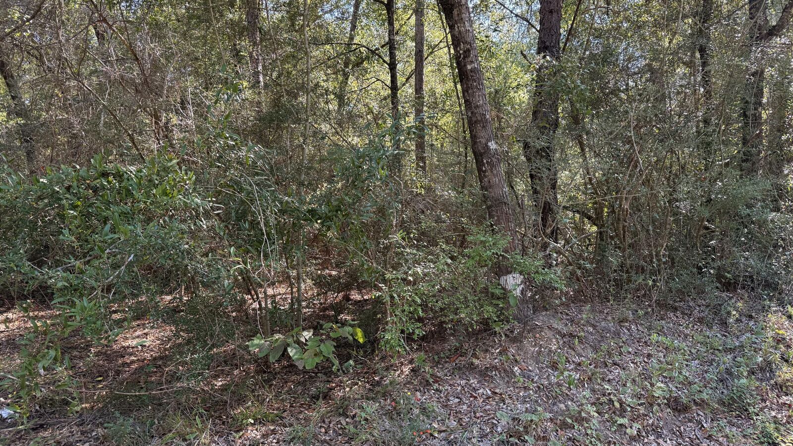 Property Photo:  Tbd Painter Branch Road  FL 32539 