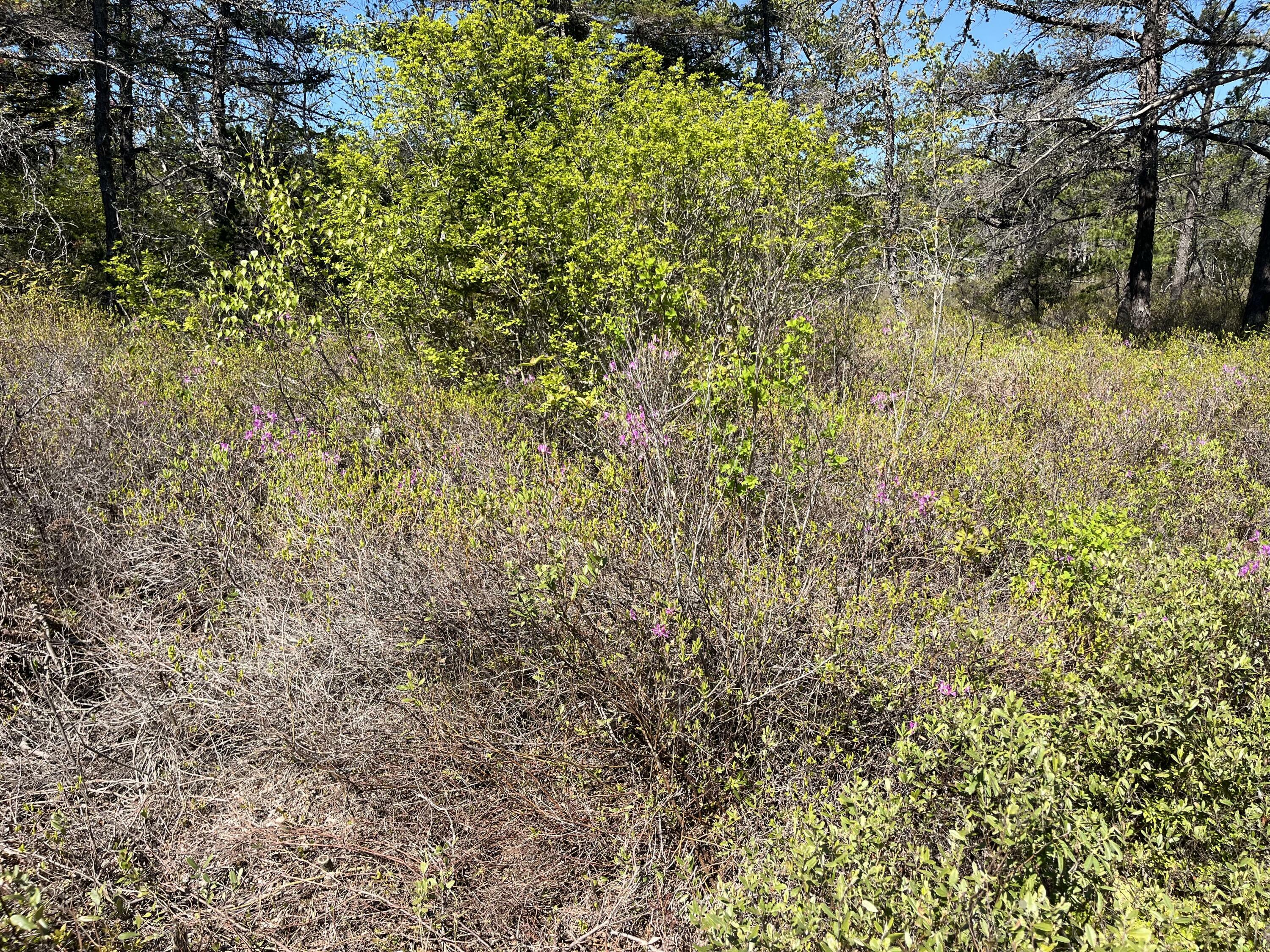 Property Photo: Map30 Lot4 East Schoodic Road ME 04607