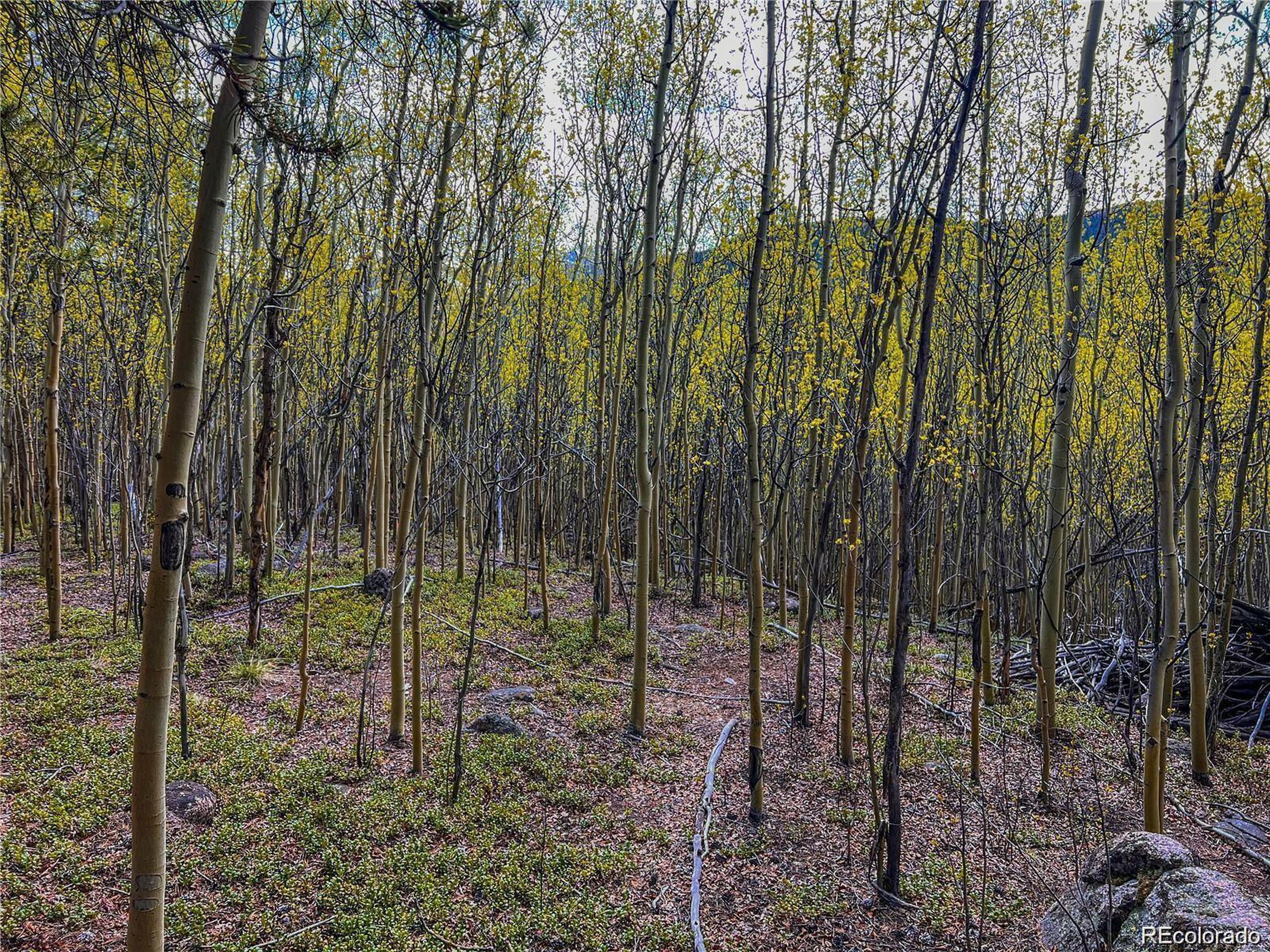 Property Photo:  2564 Empire Valley Dr  CO 80461 
