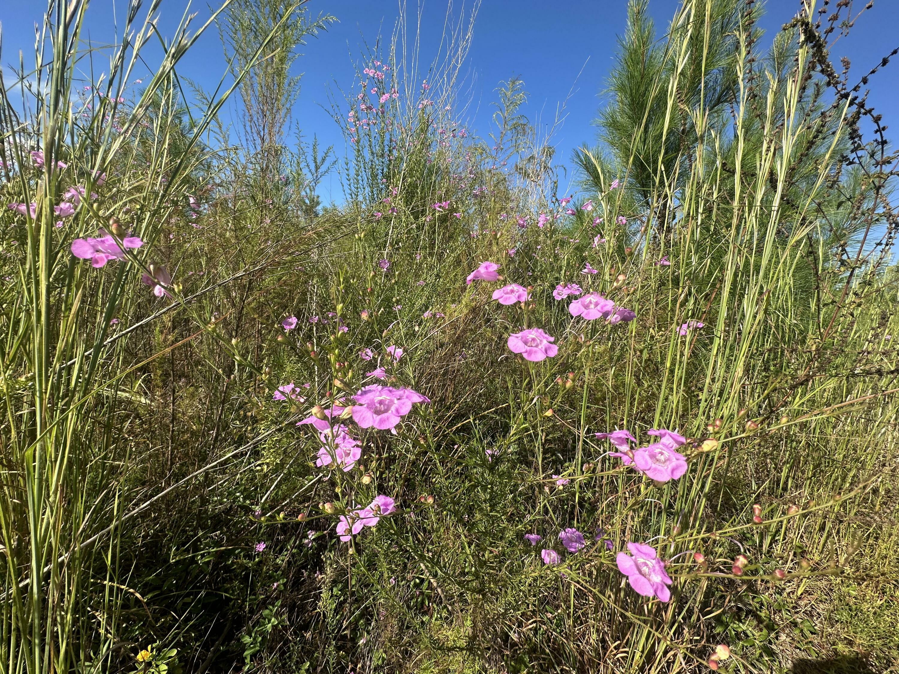 Property Photo: Parcel H Millside Road FL 32567