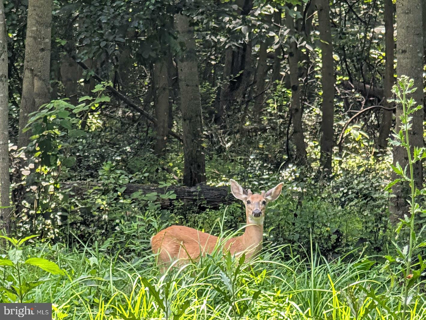 Property Photo: 652 Moores Mountain Road PA 17055