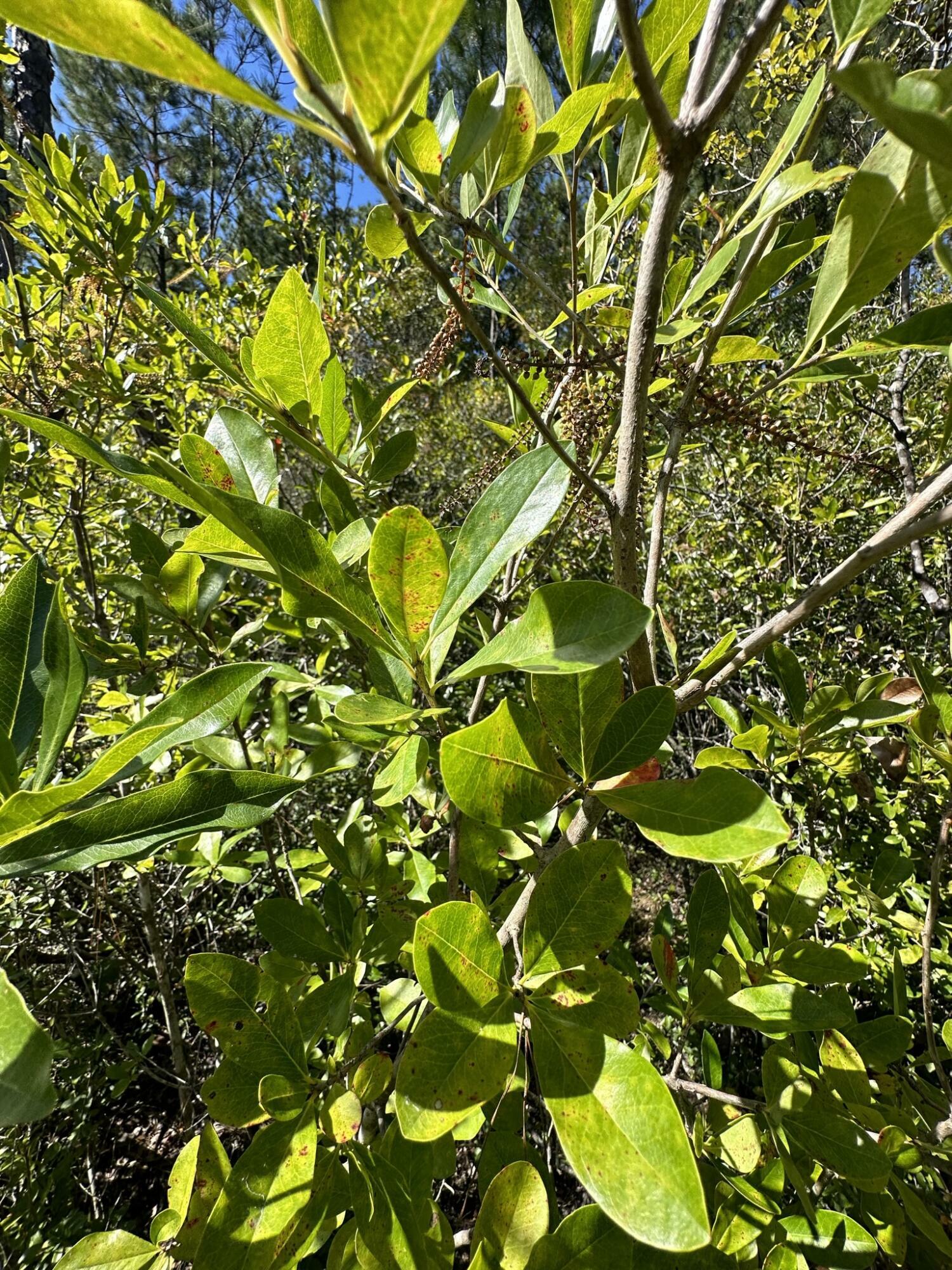 Parcel D Millside Road  Laurel Hill FL 32567 photo