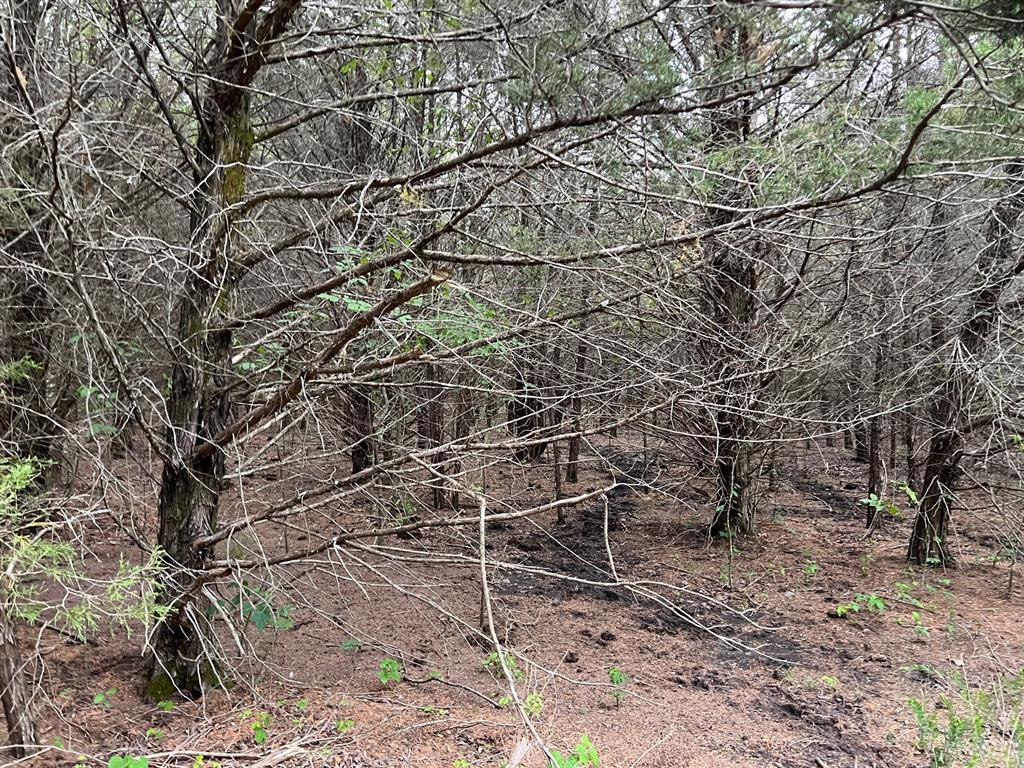 Property Photo:  24200 County Road  TX 75477 