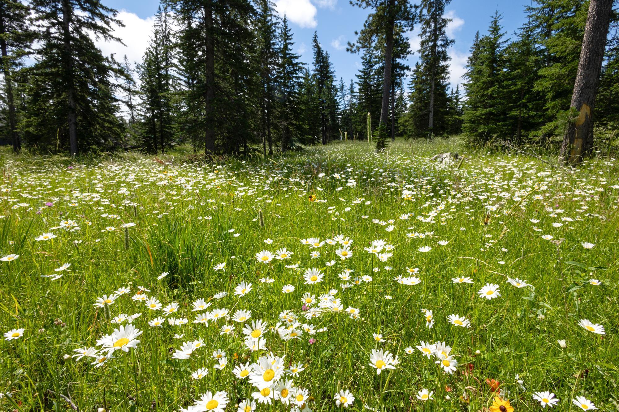 Property Photo: Lot 9 Block 8 Woodland Way SD 57754