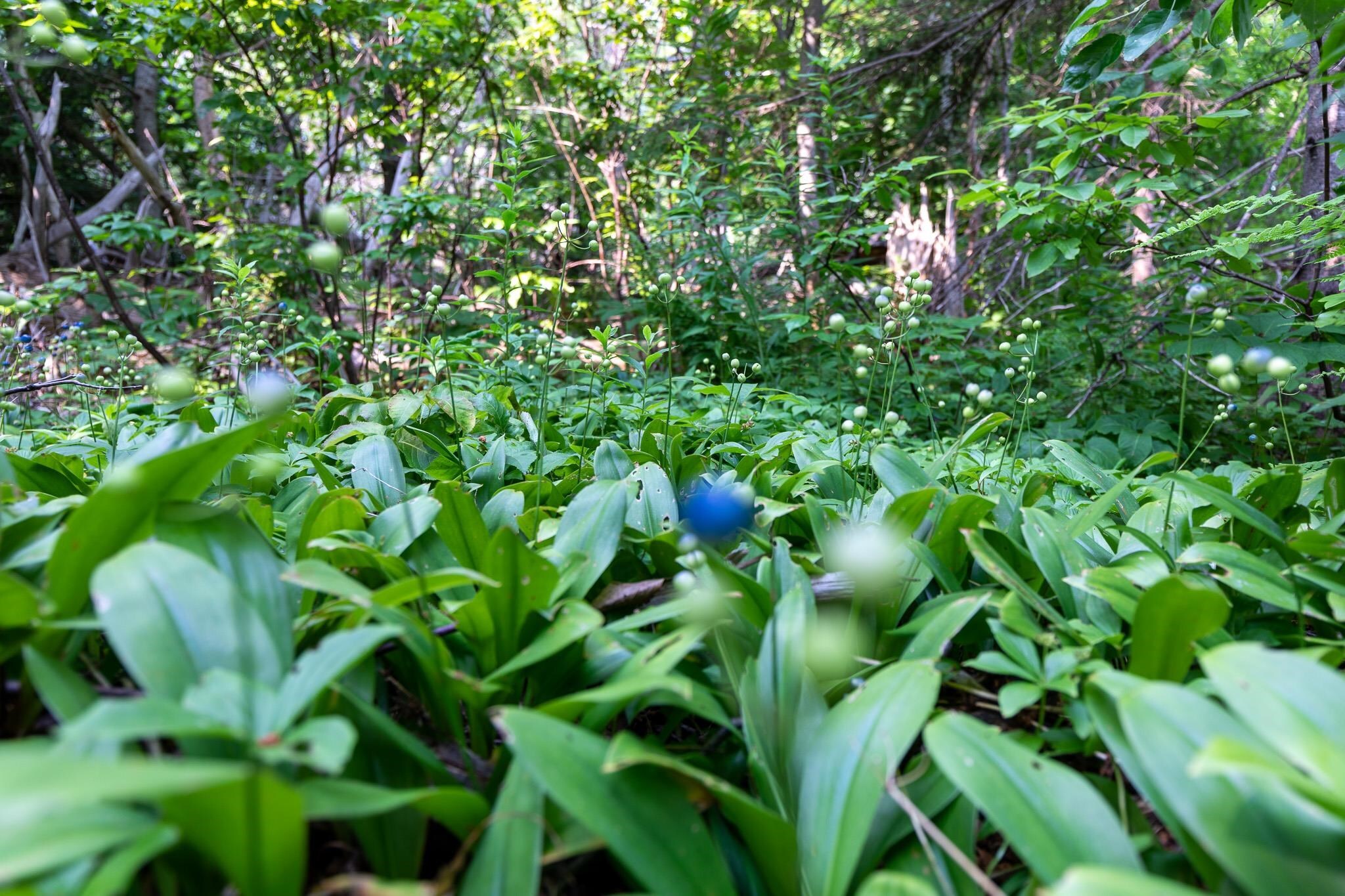 Photo de la propriété:  Lot Souris Line Road  PE C0A 2B0 