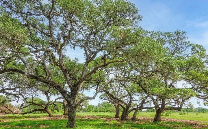 Property Photo:  211 Wild Wing Preserve  TX 78934 