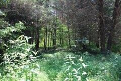 Property Photo: 000000 Wesley Chapel Road KY 42501