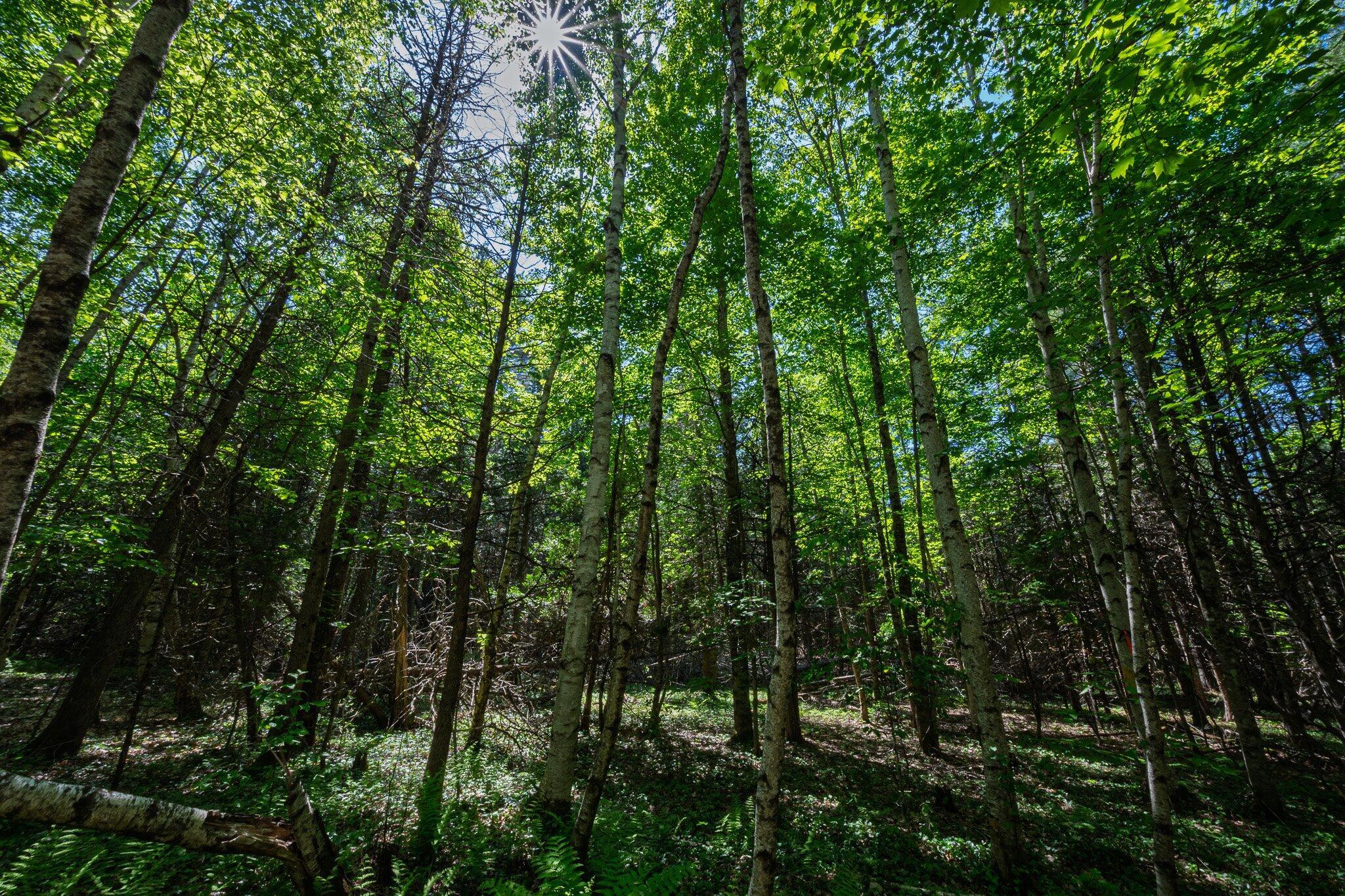 Property Photo:  Newport Lot 8 Murray Road  ME 04953 