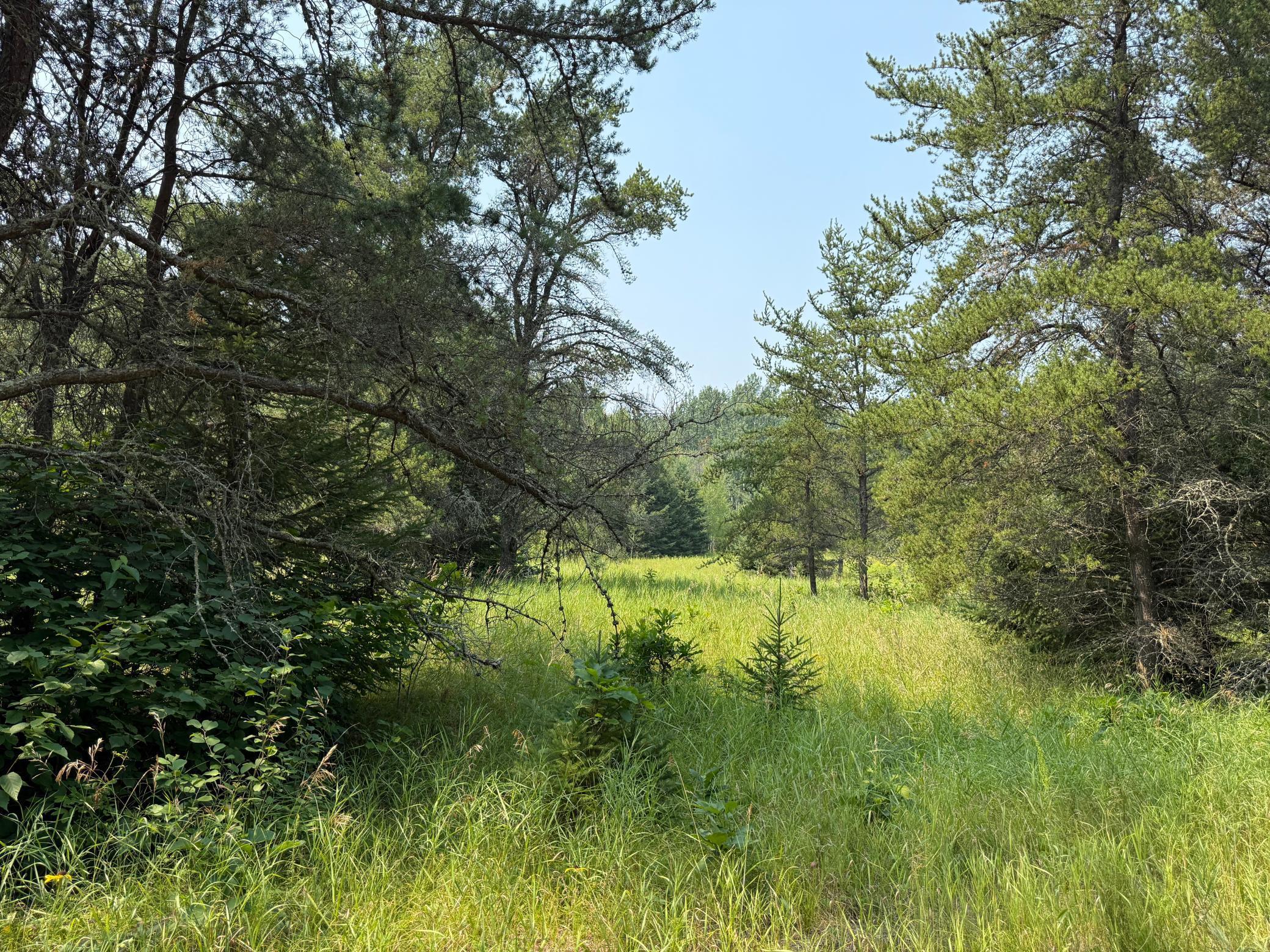 Property Photo:  Tbd 13 Acres Ponderosa Road NE  MN 56650 
