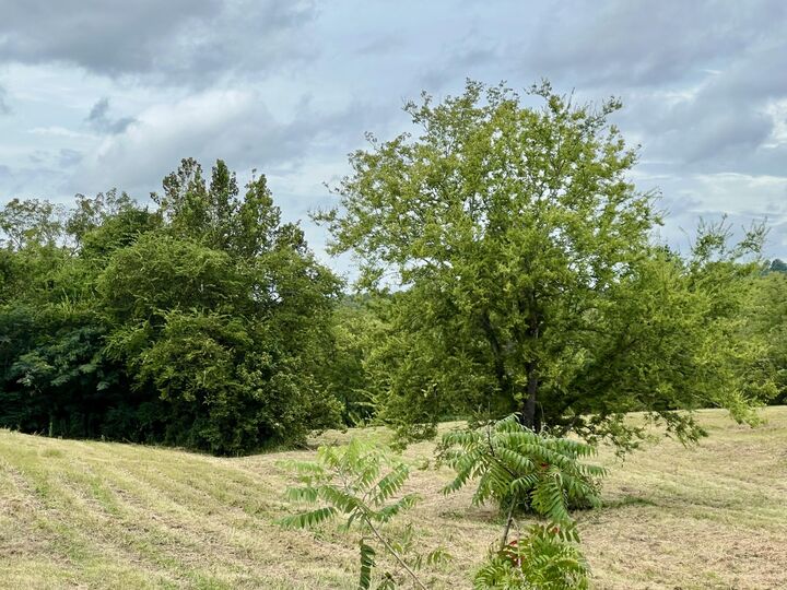 Property Photo:  262 County Road 849  TN 37331 