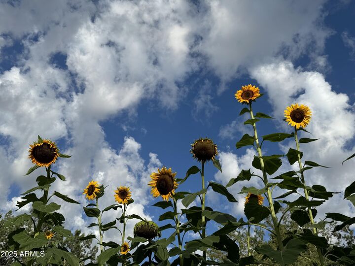 Property Photo:  41 Country Lane  AZ 86336 