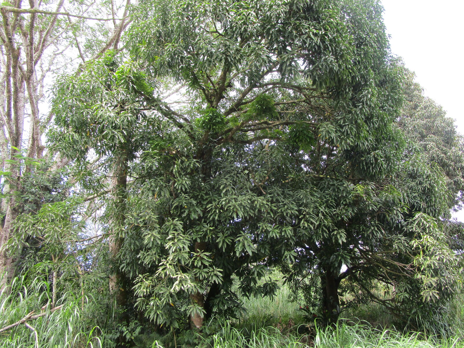 Property Photo: Makuu Dr HI 96749