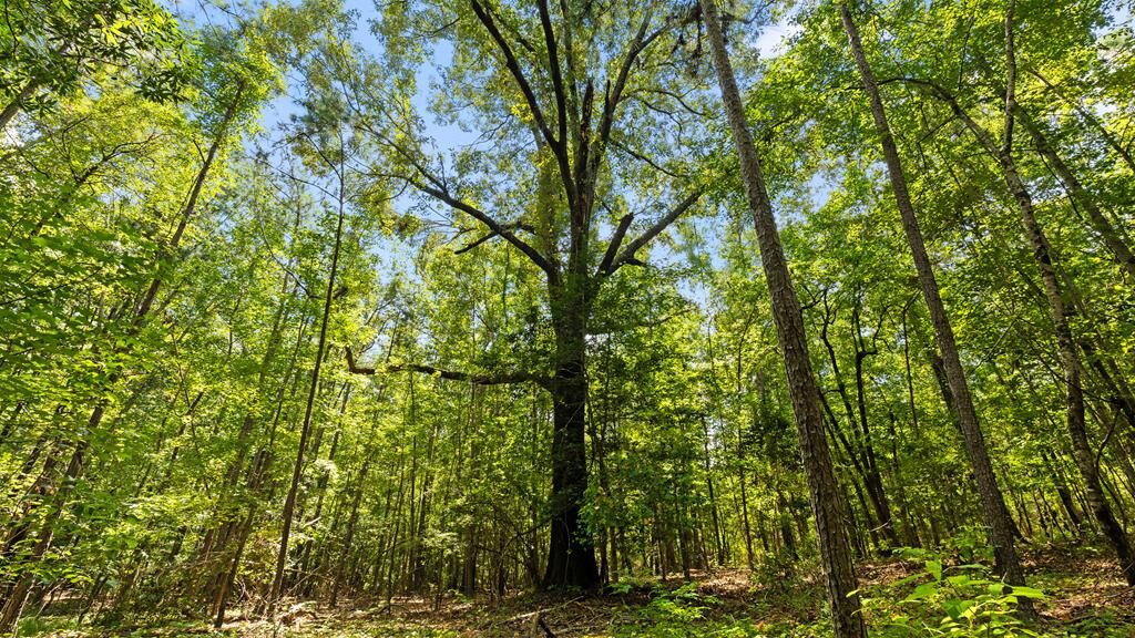 Property Photo:  55.4 Acres Ga Hwy 0355  GA 31803 