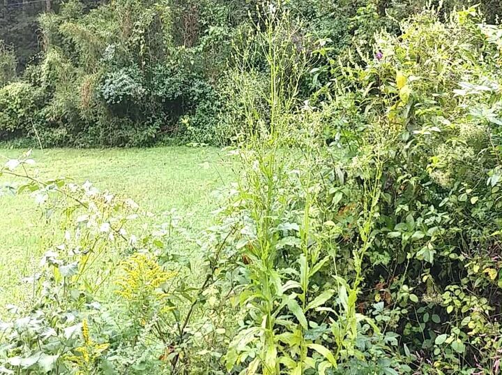 Property Photo: 0 Onzie Stewart Rd KY 40902-0000