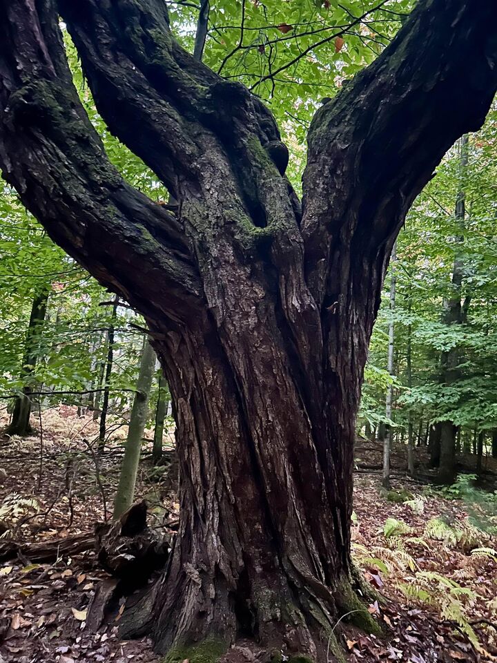 Property Photo:  Tbd Pumpkin Village Road  VT 05455 