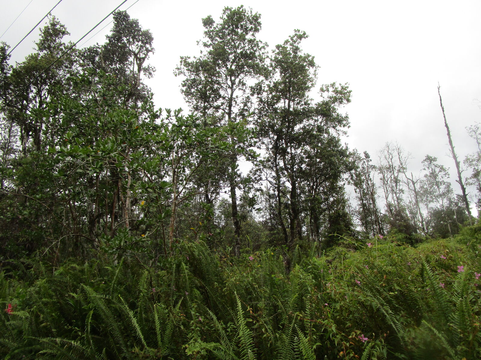 Property Photo:  Kauai Rd  HI 96778 