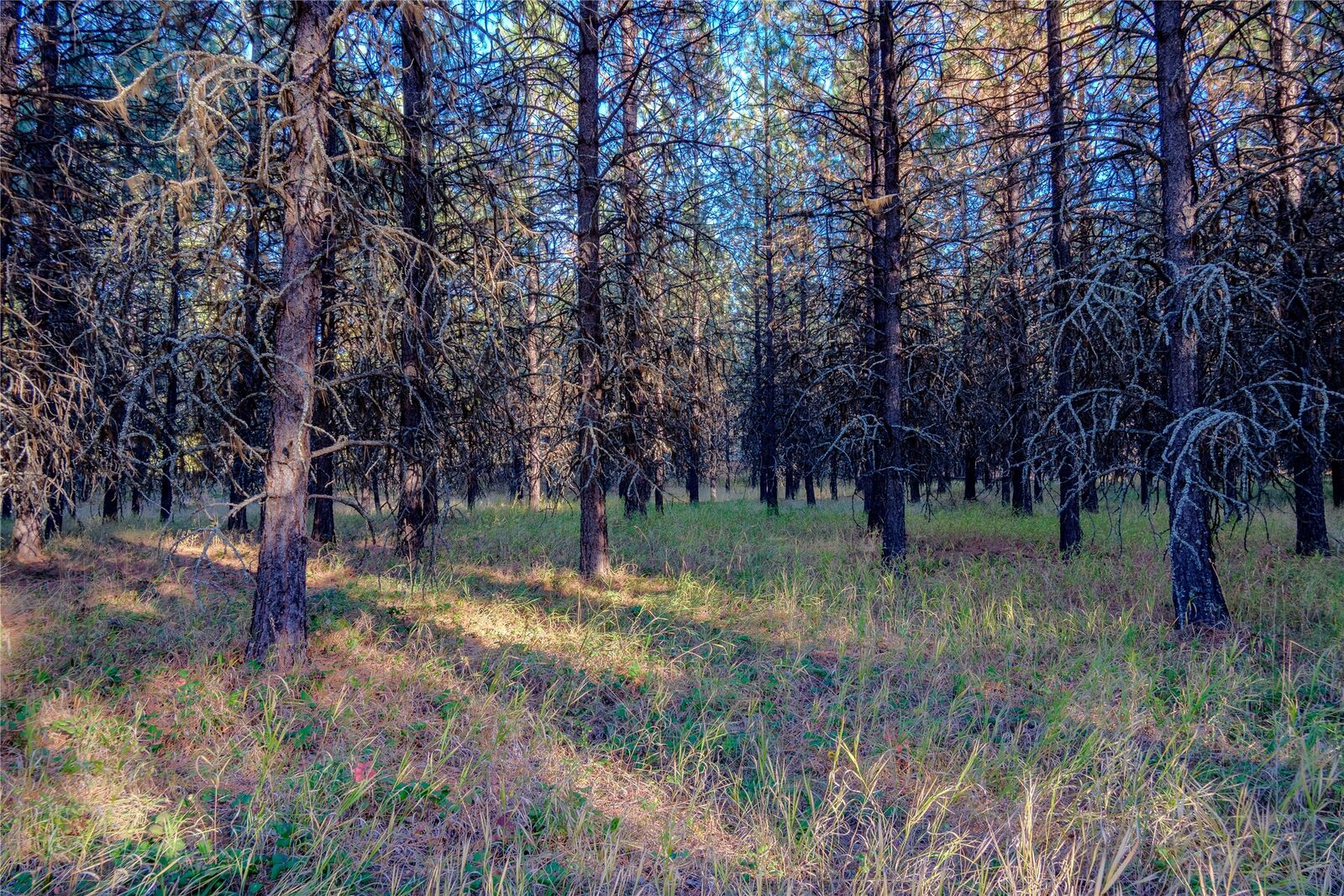Property Photo:  Tbd Break Road  MT 59923 