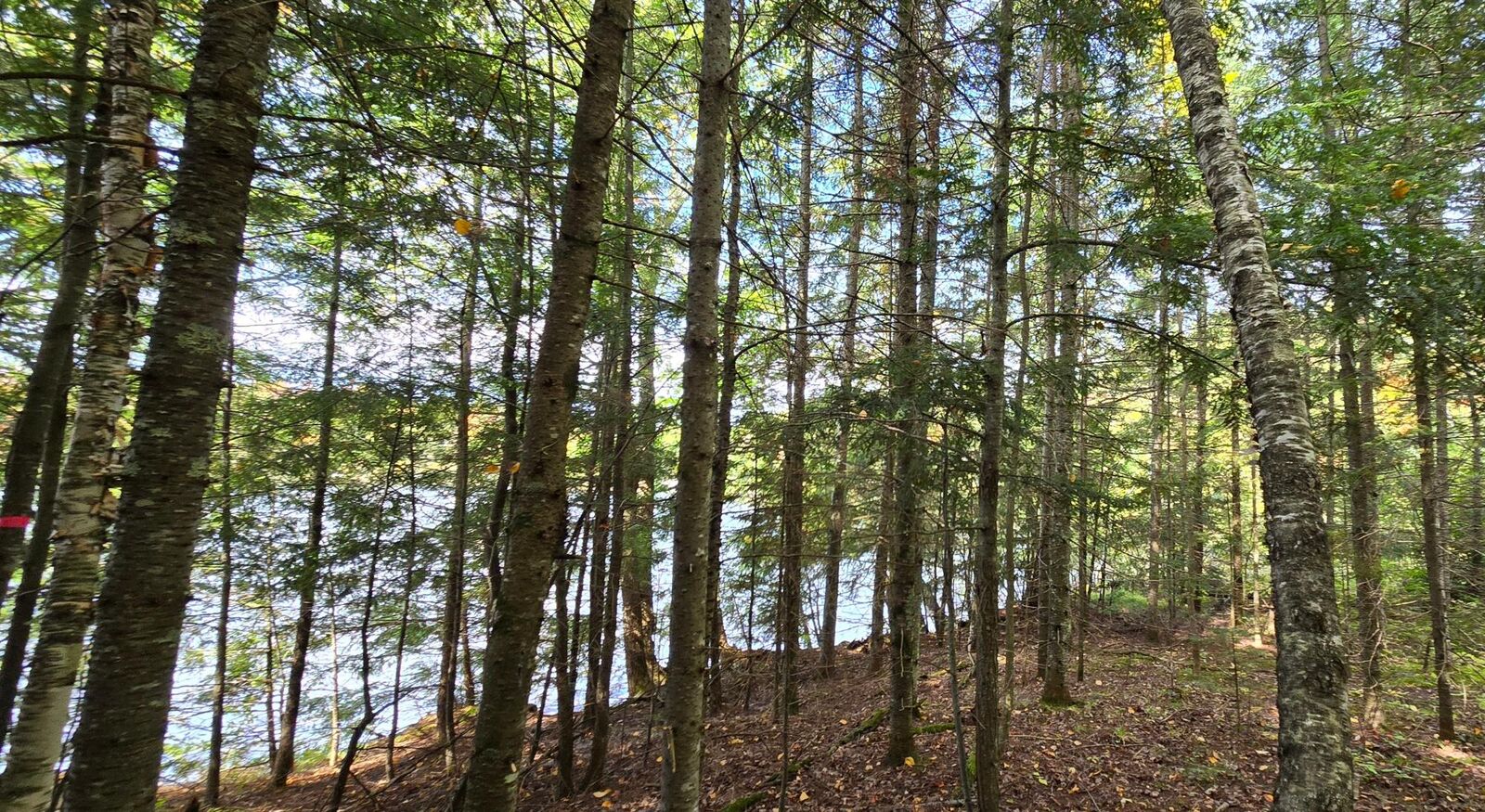 Property Photo: Lot 5 Bartsch Rd WI 54557
