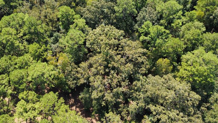 Property Photo:  Dogwood Hill  FL 32308 