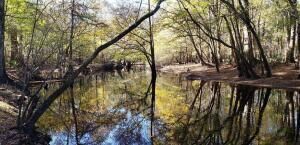 Property Photo: 0 Sandy Pines Road SC 29437