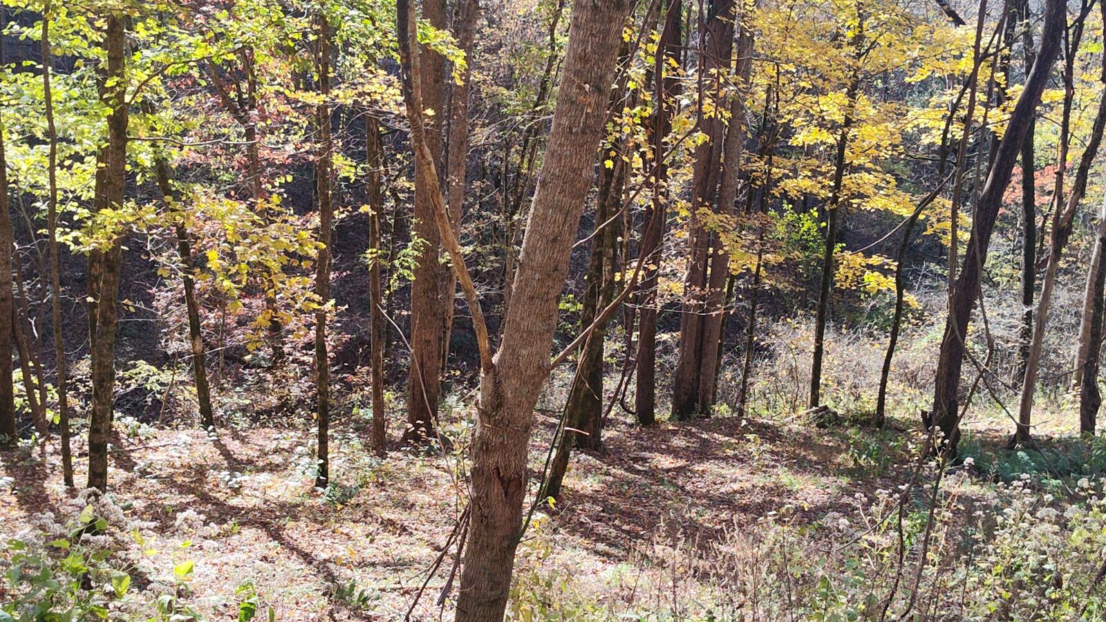 Property Photo:  16 Lake View  TN 37166 