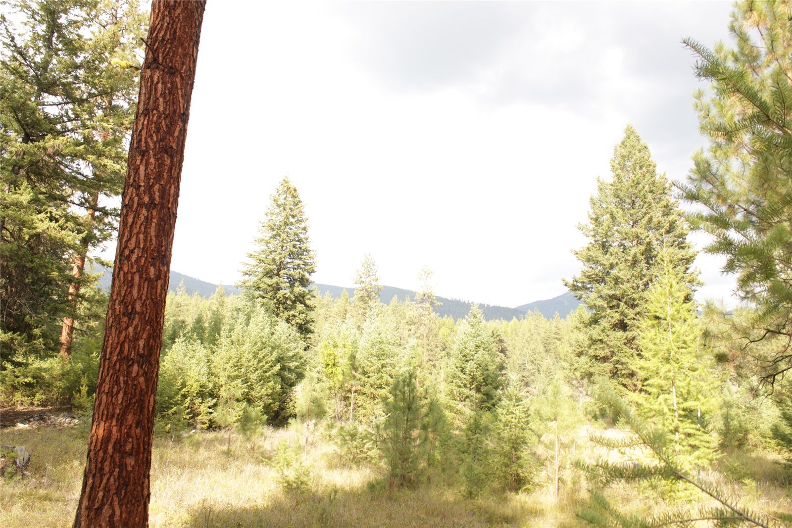 Property Photo:  27603 Issac Creek Road  MT 59846 