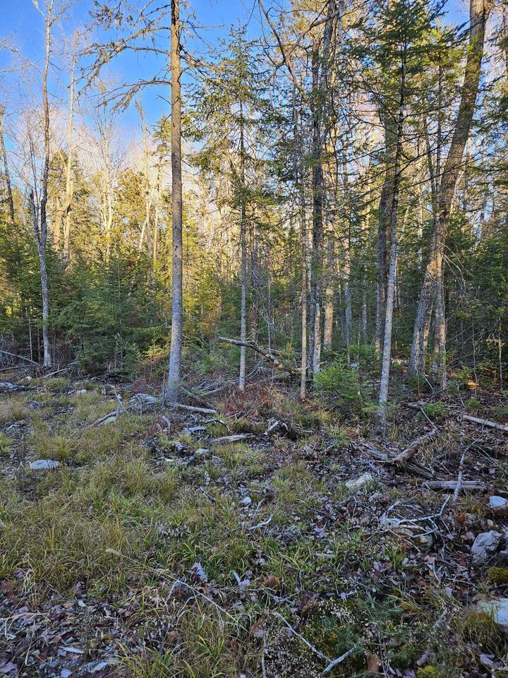 Property Photo:  199 Poplar Street  ME 04468 