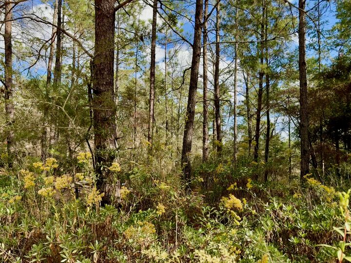 Property Photo:  Lot 29 Cleawater Drive  FL 32433 