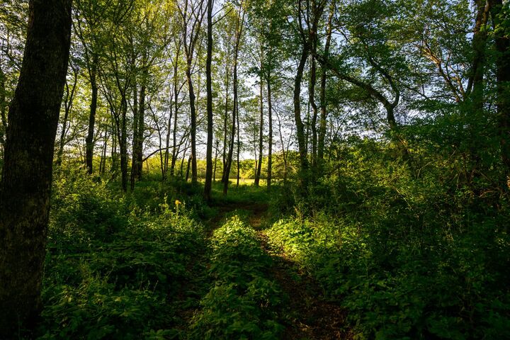 Property Photo: 0 Pocahontas Rd TN 37357