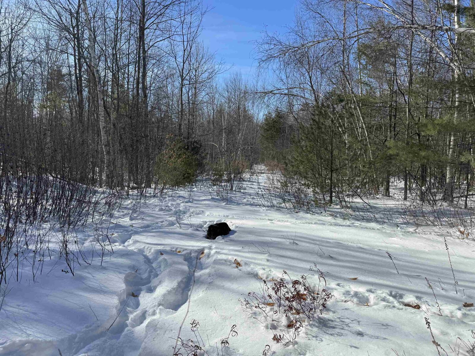 Property Photo:  0 White Mountain Highway  NH 03872 