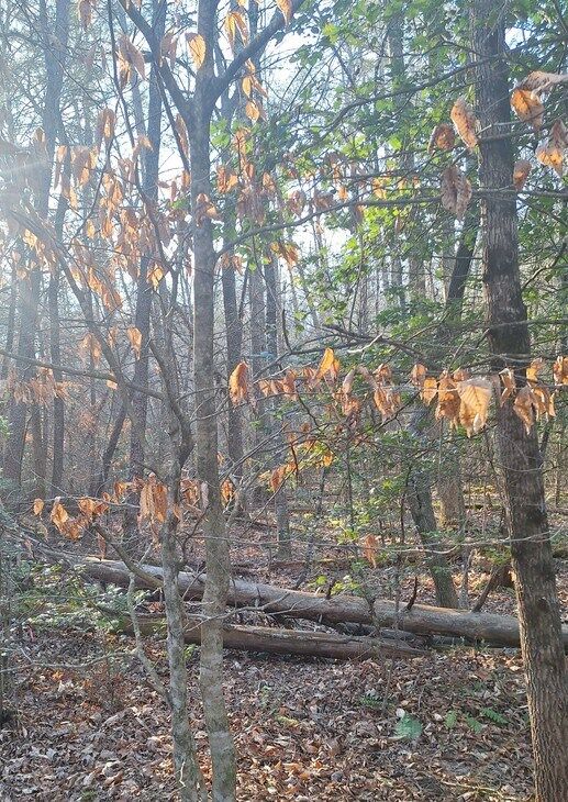 Property Photo:  Lots Bent Wood Lane  GA 30513 