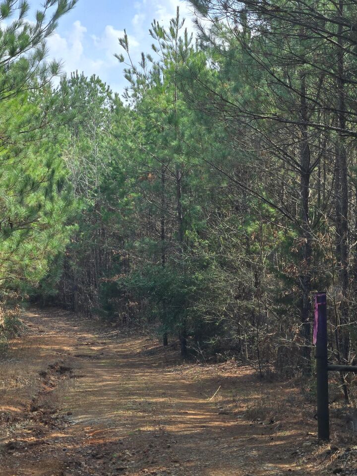 Property Photo: Tbd County Road 272 TX 75654