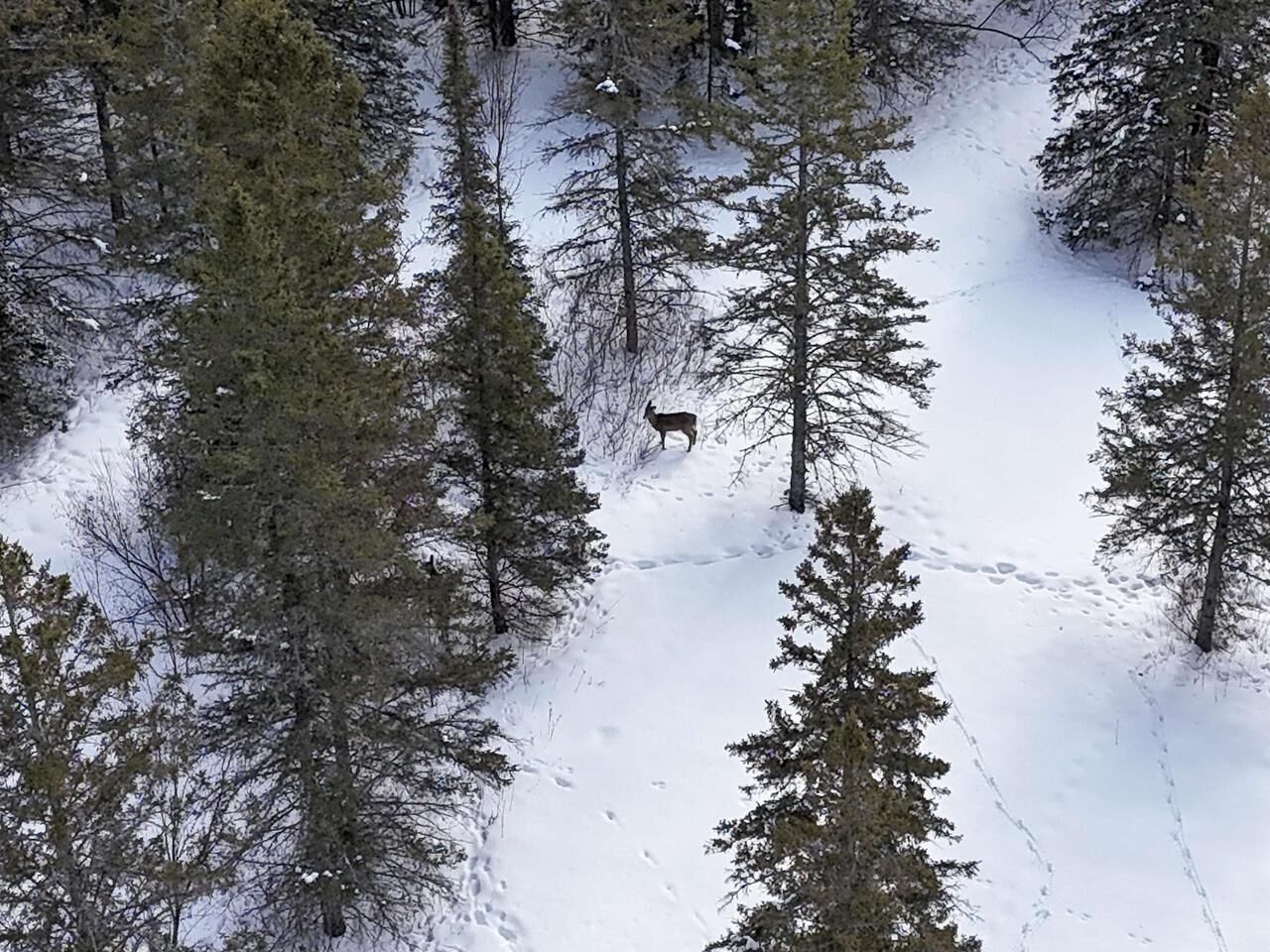 Property Photo: 89.85 Acres S Pellman Lp WI 54854