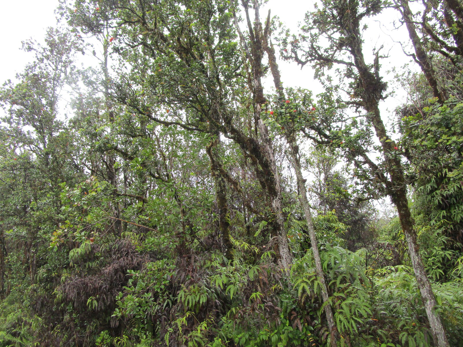 Property Photo: Nene St HI 96771