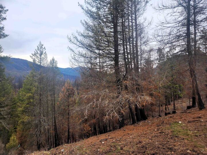 Property Photo: 34xx Northport Flat Creek Rd WA 99141-9999