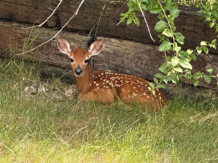 Property Photo:  50 Baron Lane  MT 59917 