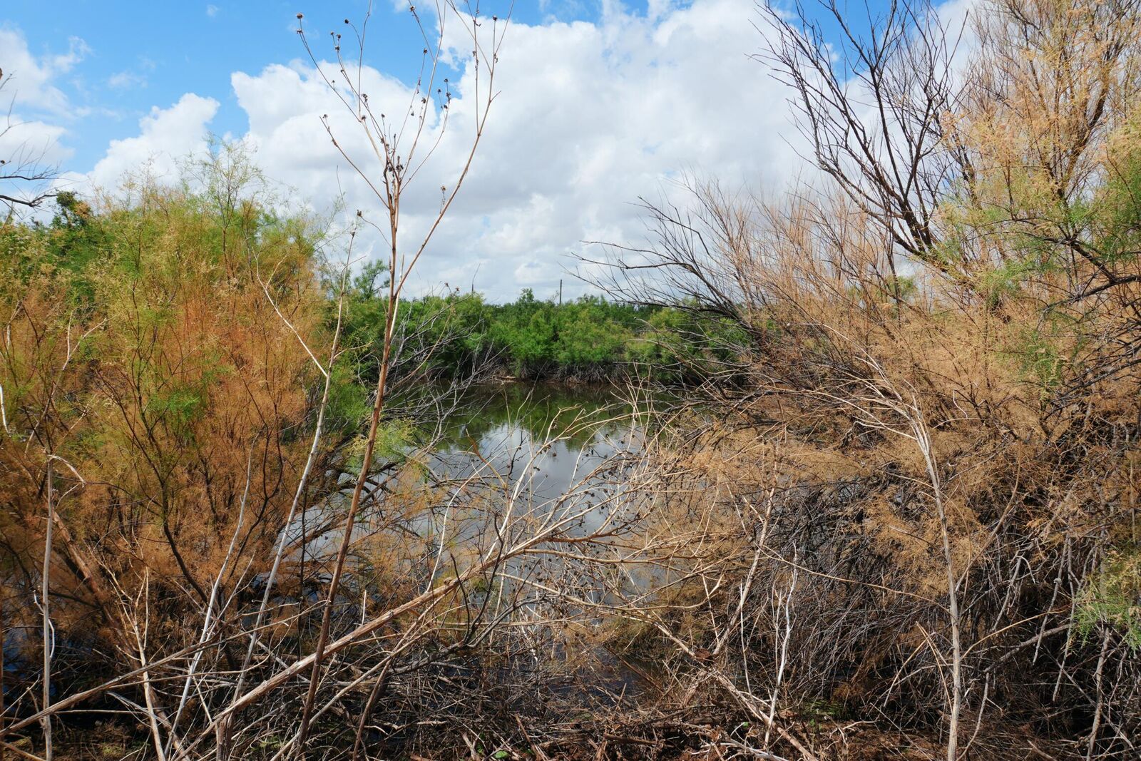 Property Photo:  Ab 304 Sec 1225 El & RR 24.138 Acres Blk 11 24.138 Acres  TX 79356 