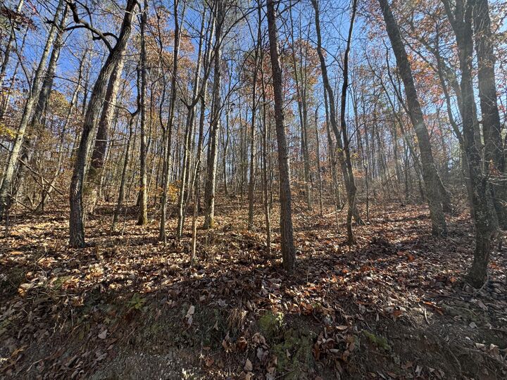 Property Photo: 28 Acres County Road 917 AL 35961