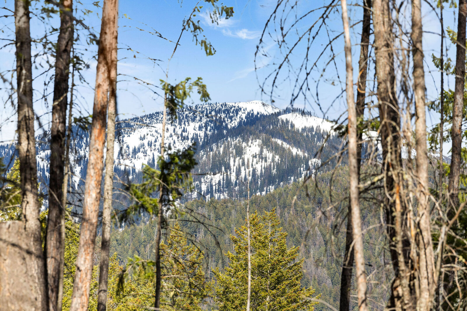 Property Photo:  310 Rolling Ridge Drive  MT 59901 