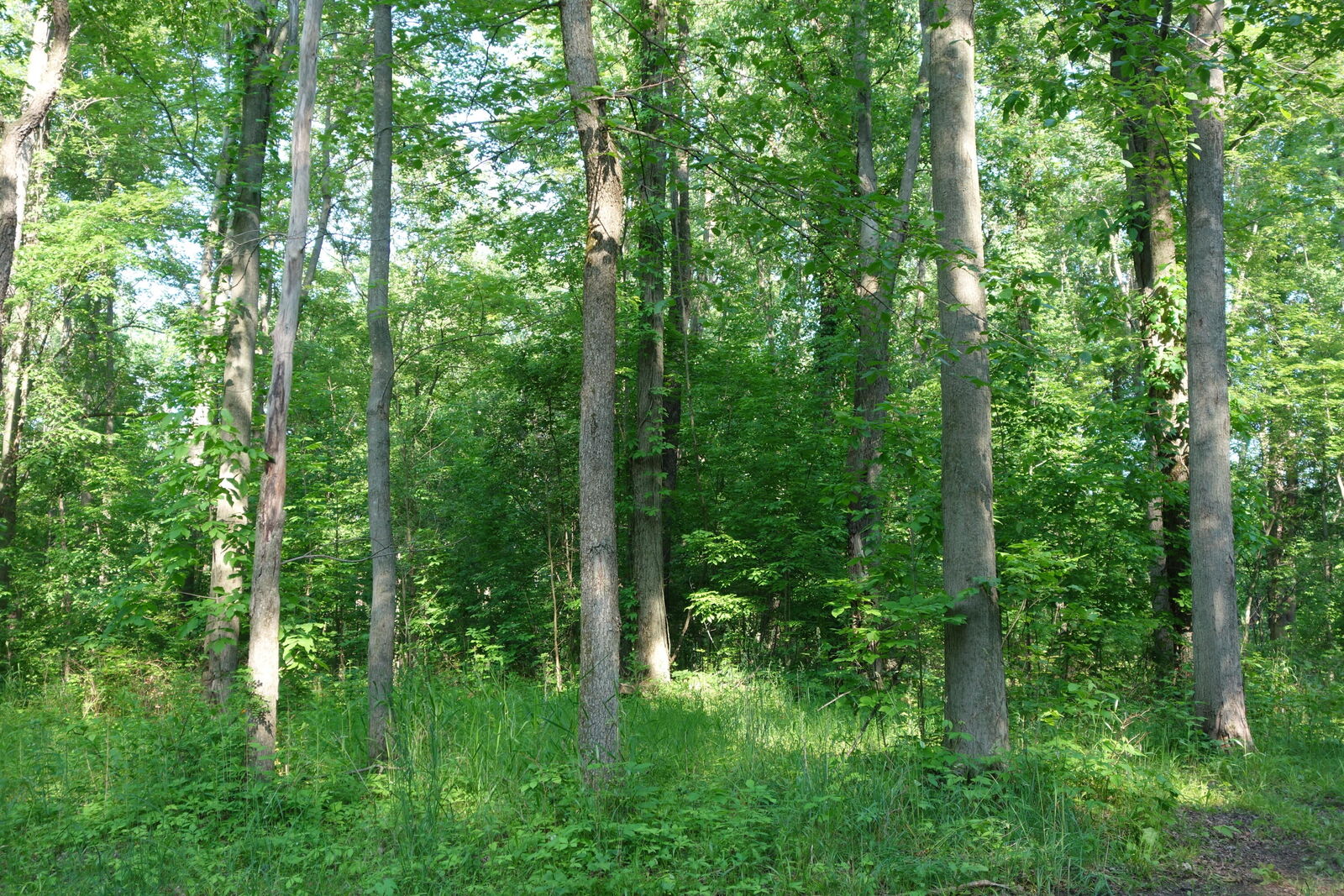Property Photo:  0 Willis Road  MI 48197 