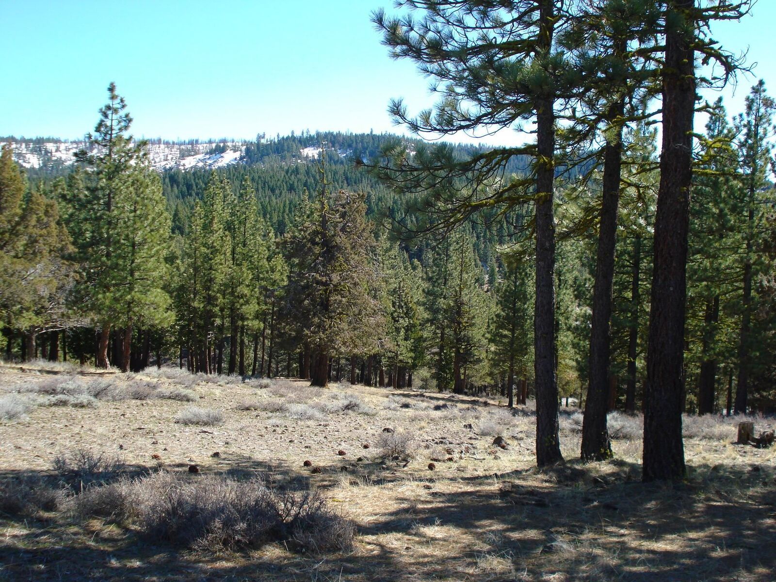 Property Photo: 463 Quail Run CA 96122