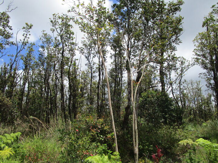 Property Photo:  Kokokahi Rd  HI 96785 