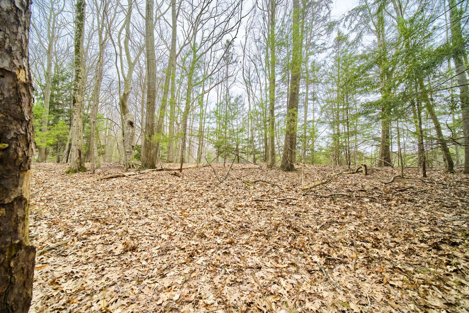 Property Photo:  E Piney Road  MI 49660 