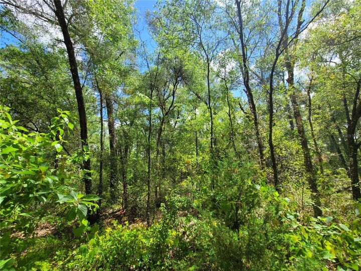 Property Photo:  910 Ferncreek Avenue  FL 34453 